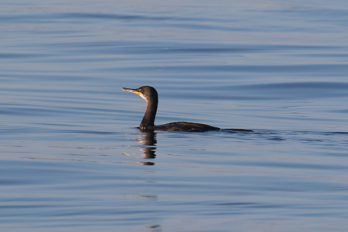 Farne Islands - kuifaalscholver